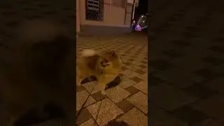 Шпиц грабитель ! #шпиц #приколы #шпицприколы #полтава #украина