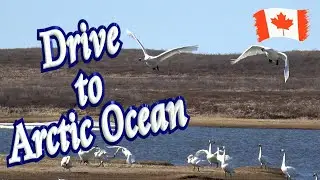 🧊 Drive to Arctic Ocean 🦢