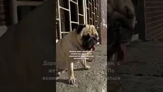 Ютуб живи. Шифа хочет серебряную кнопку 🥲#pug  #шифа #собака #мопсы