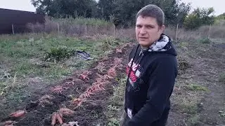 Выкапываю батат. Сезон 2021 года. Удивление и разочарование.