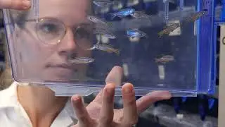 Wie Zebrafische ihr Rückenmark regenerieren