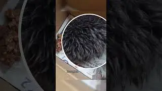 Женщина и ёжик 🦔
