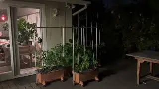Whisper at night in my backyard