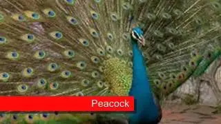 Everyone has 