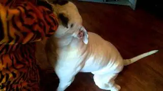 Buzz Sock Torture