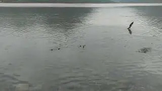 Сезон лосося. Salmon season. Alaska