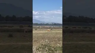 Cows! #toro #farming #countrylife #farmlife #torobravo #torohouse #rurallife #impararegiocando #farm