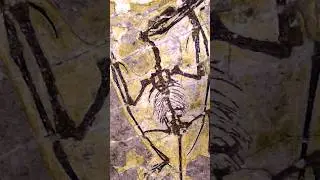 Archaeology news #5 Inscribed Norse Blade, Pterosaur Fossil & Herculaneum Scrolls #historicaltidbits