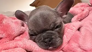 NURFS PARVOVIRUS STORY 😓 | ​⁠@nurfthefrenchie