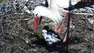 Ужин вечерком 23 мая 24