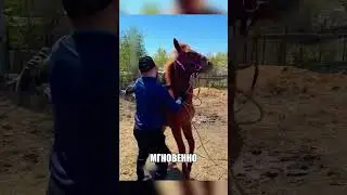 Шокирующий совет отца СОТВОРИЛ ЧУДО🤯🧠🐴
