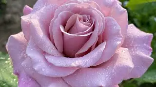 ЦВЕТЕНИЕ РОЗ 2022❤️‍🔥🌹. РОЗЫ-КОЛДУНЬИ🤪💪🥰… ЗАВОРАЖИВАЮТ🤣🤣🤣