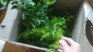 Посилка/ Рослини/ Райський куточок м. Калуш Що цікавенького🌱🧐👏