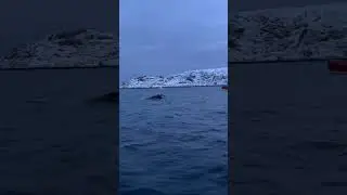 Кит в Териберке. Баренцево море.