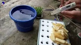 Sistem Hidroponik Rakit Apung Sederhana  namun tetap mantap dan amazing