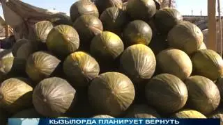 ДЫННЫЙ СОК ПОЛЕЗЕН ОТ РАКОВЫХ ЗАБОЛЕВАНИЙ, А ДЫННАЯ МУХА - УЖАСНЫЙ ВРЕДИТЕЛЬ!