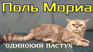 ▶️Реакция кота на композицию Поля Мориа Одинокий пастух