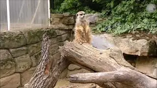 Ein Besuch im Frankfurter Zoo.