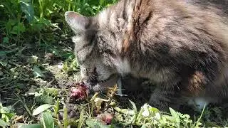 Кот аппетитно хрустит пойманным грызуном