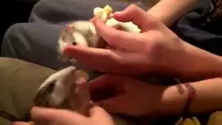 Rats eating popcorn