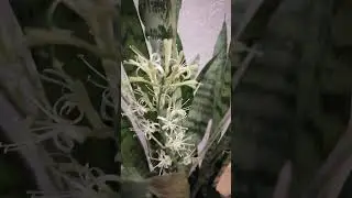 #sansevieria#сансевиерия