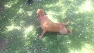 staffy havin some fun