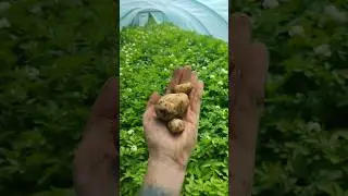 Молода картопля в парнику вже наросла