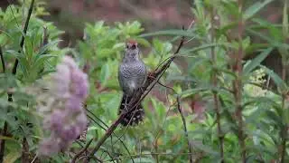 CHOCA-DE-CHAPÉU-VERMELHO / Rufous-capped Antshrike (Thamnophilus ruficapillus)
