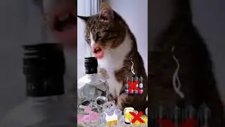 СМЕШНЫЕ КОШКИ / ПРИКОЛЫ С КОШКАМИ