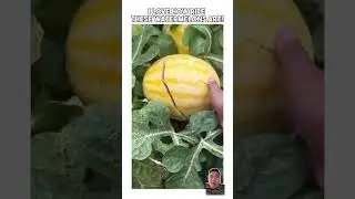 Check out how ripe this watermelons are! #watermelon #semangka #pakwan #asmr #fruit #fruitasmr