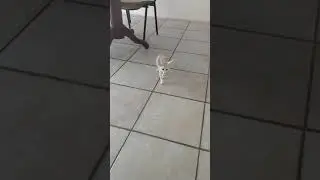 фенек