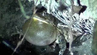 Call of Guttural toad