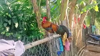 08/12/2024 Qaib Dib Nqe Siab Kawg ($100) Puas Pab Nyiam
