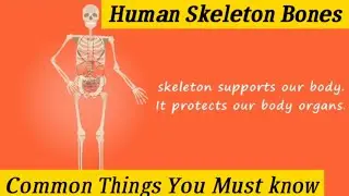 Human Skeleton| Names of bones| Common Thing You have to know| #AsnabTV