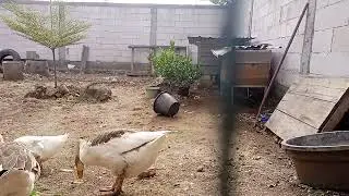 Ngasih makan angsa dipagi hari bersama Arsy dan aras