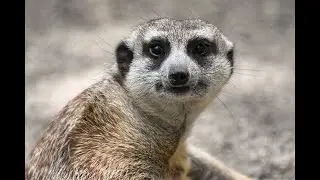 10 fun facts about meerkats