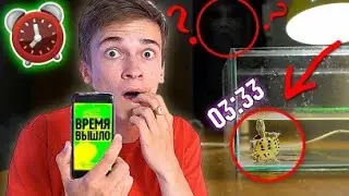 ЧТО ДЕЛАЕТ ЧЕРЕПАШКА В 3 ЧАСА НОЧИ ? ПОСТАВИЛ СКРЫТУЮ КАМЕРУ и увидел ПАРАНОРМАЛЬНОЕ ЯВЛЕНИЕ !!!