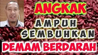 cara membuat obat demam berdarah dari angkak