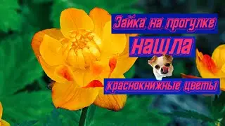 Чихуахуа Зайка 