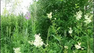 Будьте внимательны при сборе иван-чая!!!