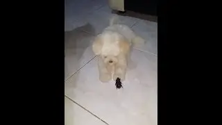 Puppies afraid of beetle