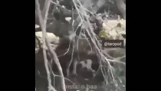 Giant python tries to kill dog