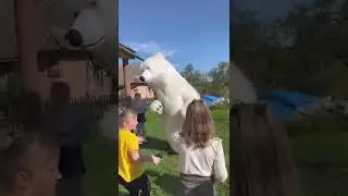 Білий ведмідь 