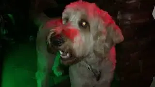 The Return of Finn