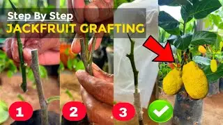 🌈JACKFRUIT GRAFTING TECHNIQUES #TREE #FRUIT #plants