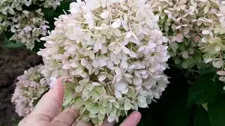 Обзор сада! Розы аспирин,Леонардо довинчи, пастела. И мои гортензии!13 сентября 2022 г.