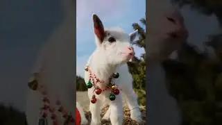 cute lamb needs attention #viral #short💕