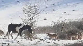 Волки Окружили Лошадь!  Вот Что Было Дальше...