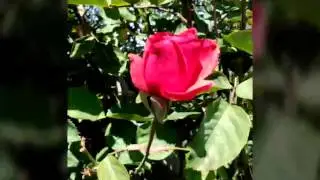 Tormenta De la Sierra - tanto que te amo vol 1