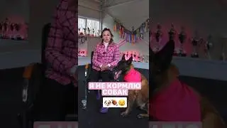 Не корми собаку так ❗️ #собака #дрессировка #животные #кинолог #собаки #собаки #спорт